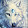 Loup De lune