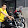 กุหลาบ สีดํา