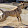 Canecorso OA Kennel
