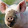 dat pig pignesscool5