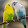 Blue Bird