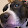 Broly tha Dawg
