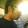 sutthidete Z lee
