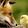 Fig Fox