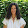 Lorine