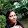 sakshi baranwal