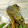 L' Iguane