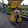 trang thuy