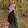 Rawan as adil