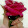 shema Amer