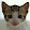 Mitsu .