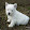 Hobit