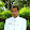 พราหมณ์ชาคริต สอนวงษา