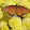 Bee B