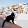 Greek Cat