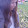 Amina Syper