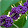 Purple Berry