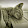 Sleeping Cat