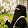 ٱلَمِـتُےمِےـردِةّ ٱلَحےـوٌوٌمصےيـةّ
