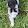лапка cat