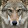 der tollwütige Wolf