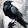 ShadowRaven ʘ益ʘ