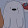 xxOreoxx _Ursus_