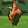 Shesoldmychicken