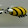 moth