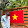 Vũ Trần