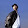 steve Gomez