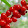 Mezereum Officinarum