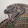 Taipan