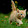 Cat Lover