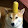 Gud Doggo
