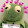 Kermit The Frog