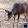 Mekhi Deer Loud 15