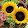 Sun Flower