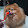 Salmon Dog Dog