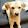 Max the goldenpit