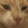 It's Live Meow