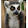 Lemur Sever