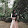 Kasima Ayu