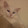 Ася Котофеична Кошкина