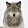YoungWolf 67