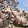Magnolia Magnolia