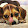 Cookie Thu