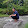 Mas Dian Rosok