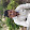 Subash Jena