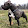 pitcow king